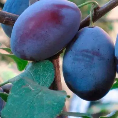 Слива СМОЛИНКА в Гомеле