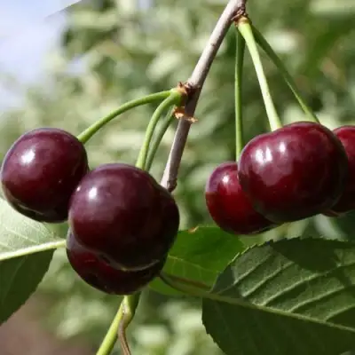 Вишня ЖАДАНА в Гомеле