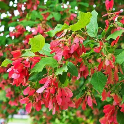 Клен татарский в Гомеле