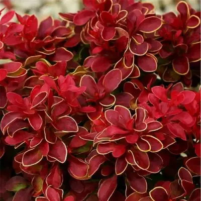 Барбарис РЕД ХОТ ЧИЛИ тунберга в Гомеле