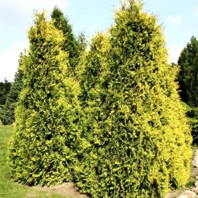 Туя САЛЛАНД западная в Гомеле