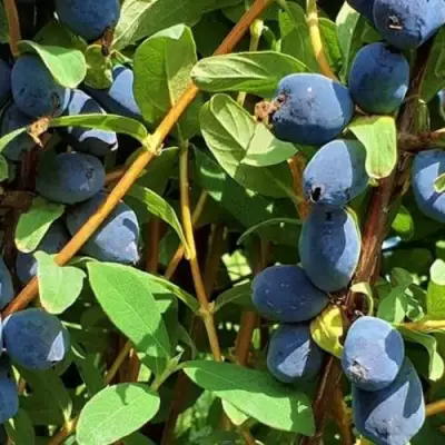 Жимолость съедобная КЛУБНИЧНАЯ СЕНСАЦИЯ в Гомеле