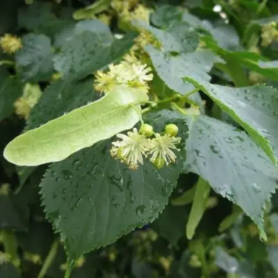 Липа мелколистная в Гомеле