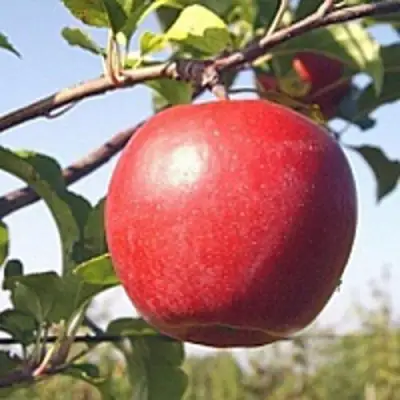 Яблоня ЛИГОЛ в Гомеле