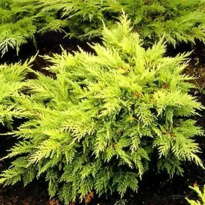 Можжевельник МОРДИГАН ГОЛД средний в Гомеле