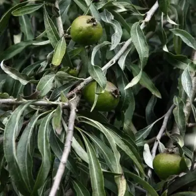 Груша ИВОЛИСТНАЯ в Гомеле