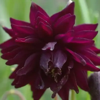 Аквилегия БАРЛОУ БОРДО обыкновенная в Гомеле