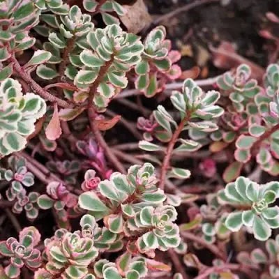 Очиток (седум) ТРИКОЛОР ложный в Гомеле