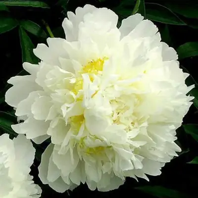 Пион ЗОЛОТОЙ ОРЕОЛ травянистый в Гомеле