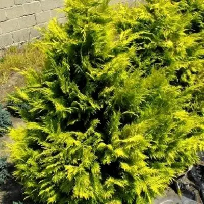 Кипарисовик ГОЛДЕН ВОНДЕР лавсона в Гомеле