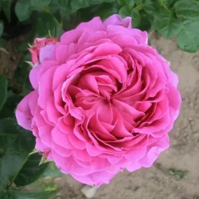 Роза АНУШКА чайно-гибридная в Гомеле