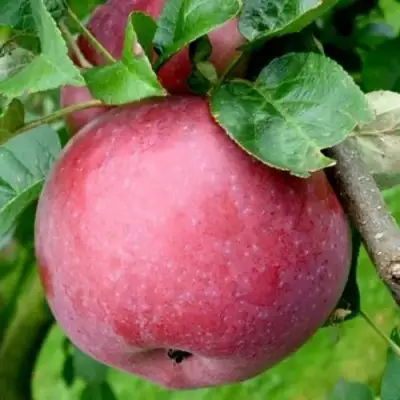 Яблоня ЕСЕНИЯ колонновидная в Гомеле