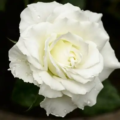 Роза МОНДИАЛЬ чайно-гибридная в Гомеле