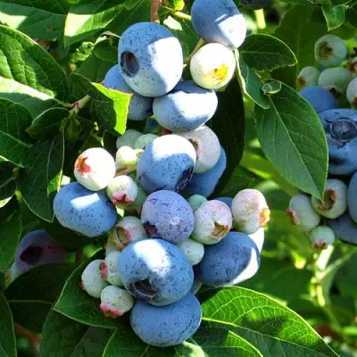 Голубика ВЕЙМУТ в Гомеле