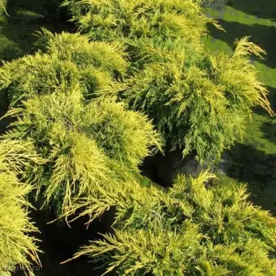 Можжевельник КИНГ ОФ СПРИНГ средний в Гомеле