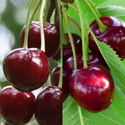 Комплект ВИШНЕВЫЙ ТАНДЕМ в Гомеле