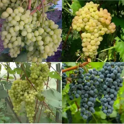 Комплект ВИНОГРАДНАЯ РАДУГА в Гомеле