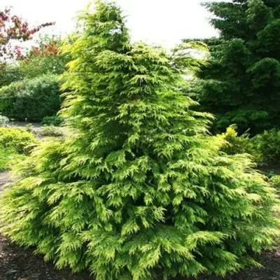 Кипарисовик САНКИСТ лавсона в Гомеле