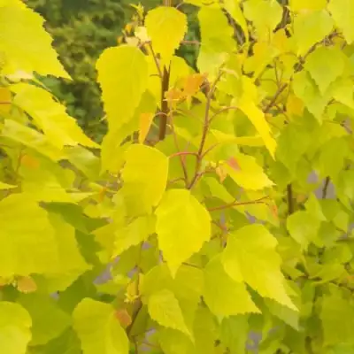 Берёза ГОЛДЕН ОБЕЛИСК повислая  в Гомеле