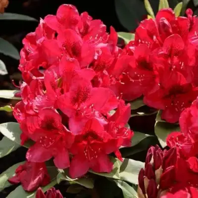 Рододендрон МАТАДОР в Гомеле