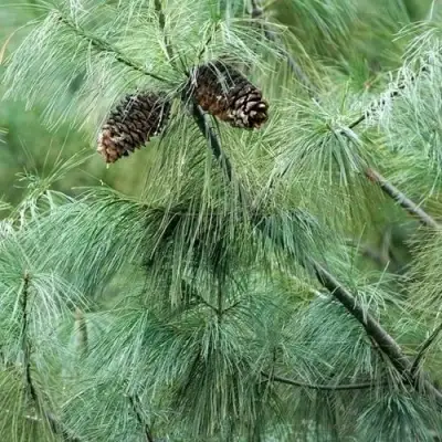 Сосна АРМАНДИ в Гомеле