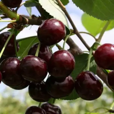 Дюк ИВАНОВНА в Гомеле