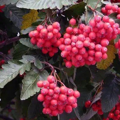 Рябина БОЯРЫШНИКОПЛОДНАЯ сладкоплодная в Гомеле