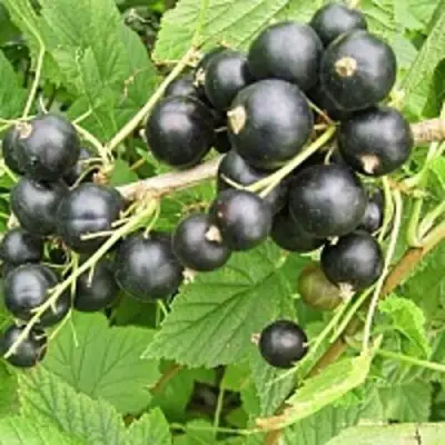 Смородина чёрная ЧЁРНЫЙ АИСТ в Гомеле