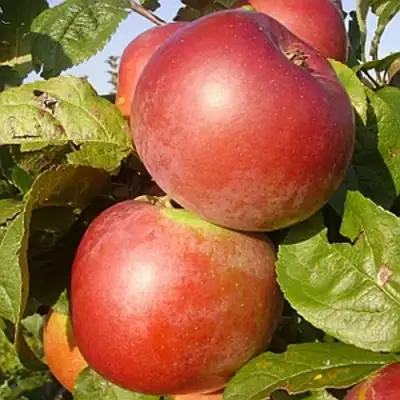 Яблоня АКСАМИТ в Гомеле