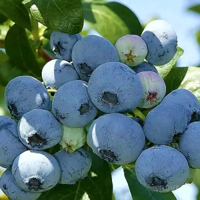 Голубика НУИ в Гомеле
