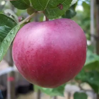 Яблоня НОРИС в Гомеле