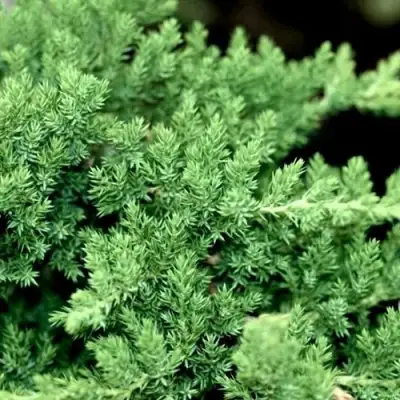 Можжевельник НАНА лежачий в Гомеле