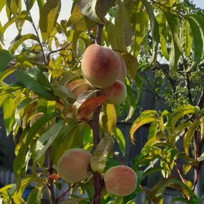 Персик ЕЛГАВСКИЙ в Гомеле