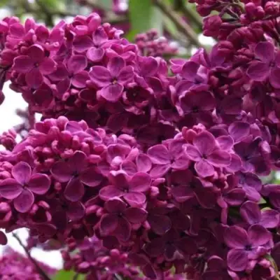 Сирень ЧАРЛЬЗ ДЖОЛИ в Гомеле