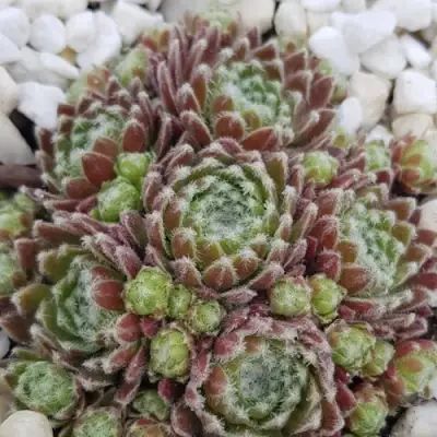 Молодило МОРКЕРС МЕРИТ в Гомеле