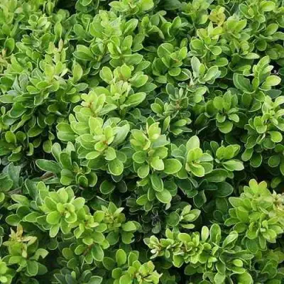 Барбарис КОБОЛЬД тунберга в Гомеле