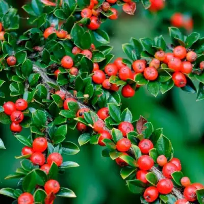 Кизильник горизонтальный в Гомеле