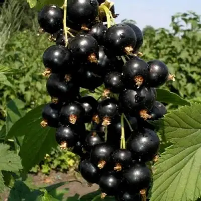 Смородина чёрная ВИНОГРАДНАЯ в Гомеле