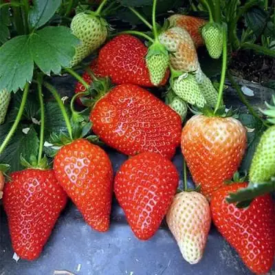 Клубника РОКСАНА в Гомеле