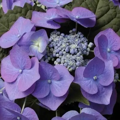 Гортензия БЛАУМАЙС (БЛАУМАЙЗЕ) крупнолистная в Гомеле