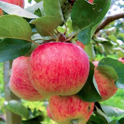 Яблоня ПИРОС в Гомеле