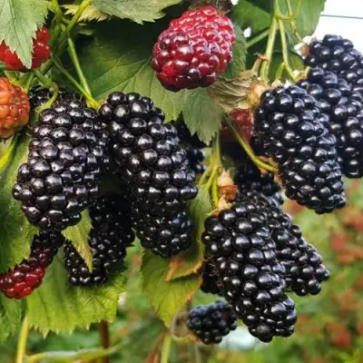 Ежевика НАТЧЕЗ бесшипная  в Гомеле