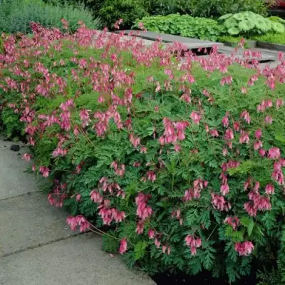 Дицентра изящная в Гомеле