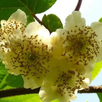 Актинидия АТЛАС (МУЖСКОЙ) киви в Гомеле