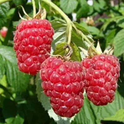 Малиновое дерево ТАРУСА в Гомеле