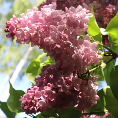 Сирень МЕДОВЫЙ СПАС в Гомеле