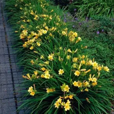 Лилейник СТЕЛЛА ДЕ ОРО гибридный в Гомеле