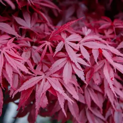 Клен дланевидный АТРОПУРПУРЕУМ в Гомеле