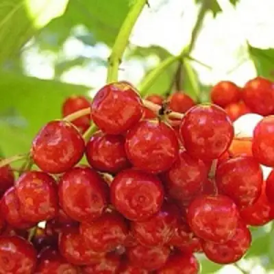 Калина КИЕВСКАЯ САДОВАЯ в Гомеле