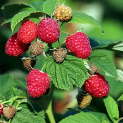 Малиновое дерево СКАЗКА в Гомеле
